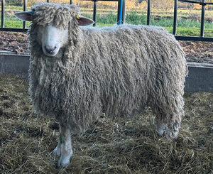 Cotswold "Roelcots Henry" C17407 (UK0334115-00316) - in UK/AI Centre semen collection for Spring 2026 importation