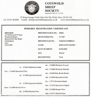Cotswold "Roelcots Henry" C17407 (UK0334115-00316) - in UK/AI Centre semen collection for Spring 2026 importation