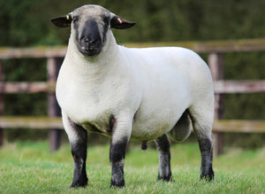 Hampshire Down "Seawell Explosive" F132400101 (UK0212845-00101) - semen collected & ready for Summer 2026 importation