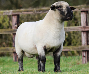 Hampshire Down "Seawell Explosive" F132400101 (UK0212845-00101) - semen collected & ready for Summer 2026 importation