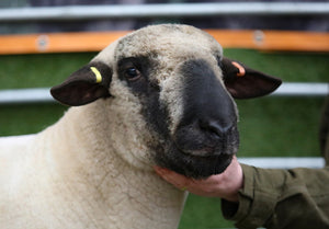 Hampshire Down "Seawell Explosive" F132400101 (UK0212845-00101) - semen collected & ready for Summer 2026 importation