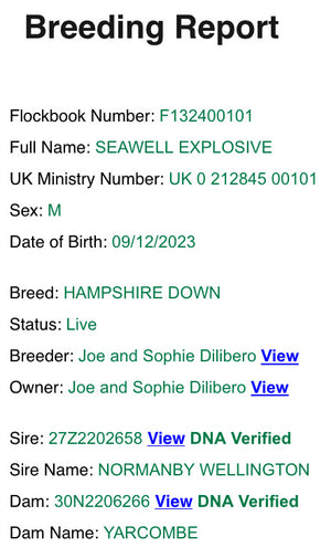 Hampshire Down "Seawell Explosive" F132400101 (UK0212845-00101) - semen collected & ready for Summer 2026 importation