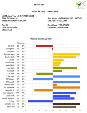 Hampshire Down "Seawell Explosive" F132400101 (UK0212845-00101) - semen collected & ready for Summer 2026 importation