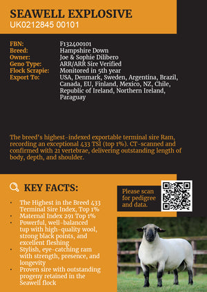 Hampshire Down "Seawell Explosive" F132400101 (UK0212845-00101) - semen collected & ready for Summer 2026 importation