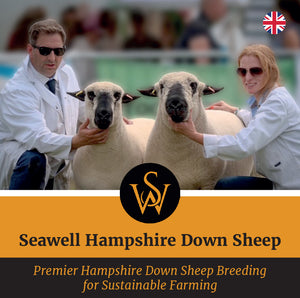 Hampshire Down "Seawell Explosive" F132400101 (UK0212845-00101) - semen collected & ready for Summer 2026 importation