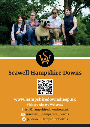 Hampshire Down "Seawell Explosive" F132400101 (UK0212845-00101) - semen collected & ready for Summer 2026 importation