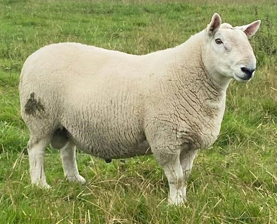 North Country Cheviot [Park Type] "Sebay Xcitable" 0253X04044 (UK0523780-04044) - Tank #4 & 11 - Semen imported into USA