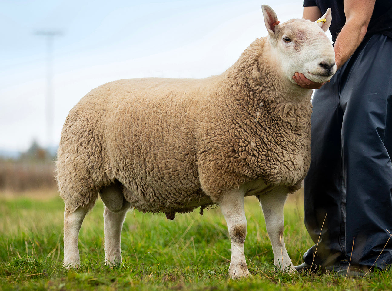 North Country Cheviot [Park Type] "Smerlie Emperor" 1067E03180 (UK0530071-03180) - Tank #11 - Semen Imported into USA