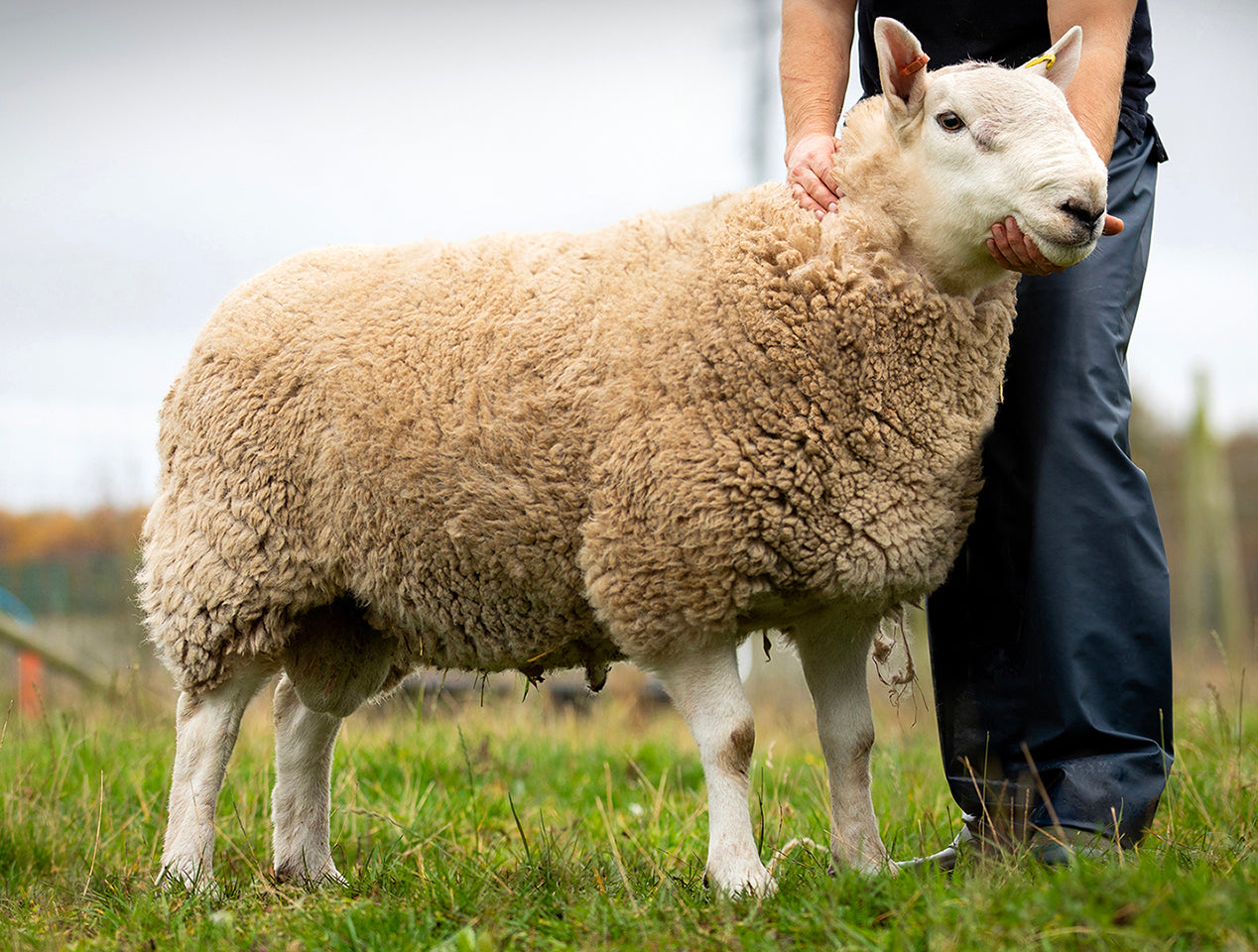 North Country Cheviot [Park Type] "Smerlie Empire" 1067E03235 (UK0530071-03235) - Tank #11 - Semen Imported into USA