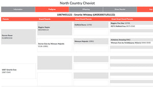 North Country Cheviot 100% UK Embryos from Donor Ewes & Rams - in UK/AI Centre for early 2024 import