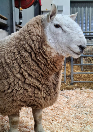 North Country Cheviot 100% UK Embryos from Donor Ewes & Rams - in UK/AI Centre for early 2024 import