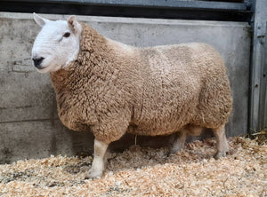 North Country Cheviot 100% UK Embryos from Donor Ewes & Rams - in UK/AI Centre for early 2024 import