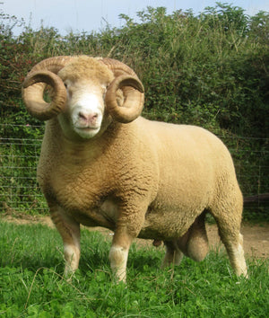Dorset (Horned) "Burhos E1640" (UK0390319-01640) - in UK/AI Centre for Fall 2023 import