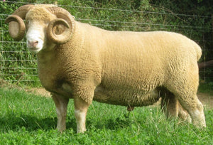 Dorset (Horned) "Burhos E1640" (UK0390319-01640) - in UK/AI Centre for Fall 2023 import