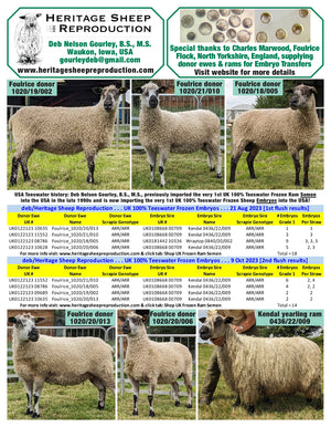 Teeswater 100% UK Embryos from Donor Ewes & Rams - in UK/AI Centre - SOLD OUT