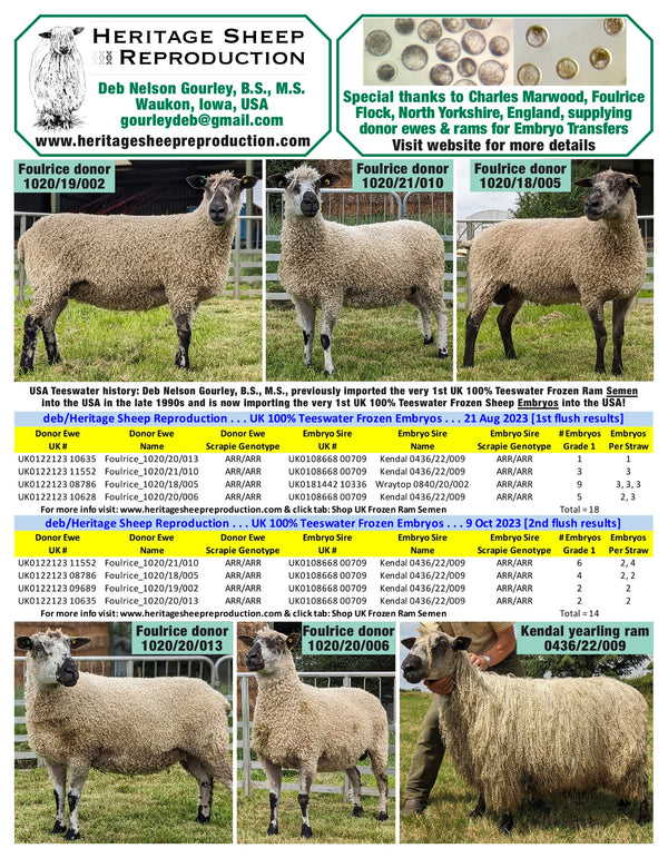 Teeswater 100 UK Embryos from Donor Ewes & Rams in UK/AI Centre S