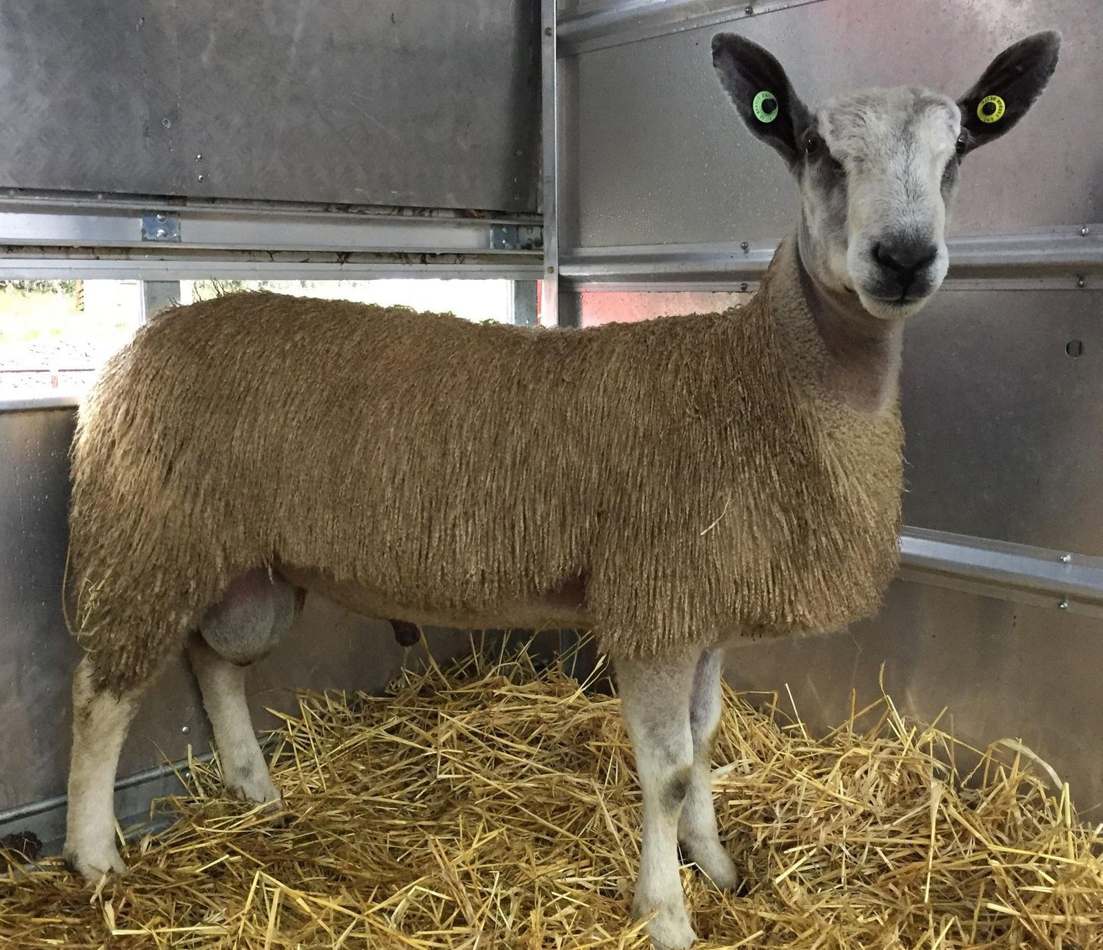 Bluefaced Leicester "Towdypotts L10" (4171/L010) (UK0112448-00176) - Tank #1 & #11 - Semen Imported into USA