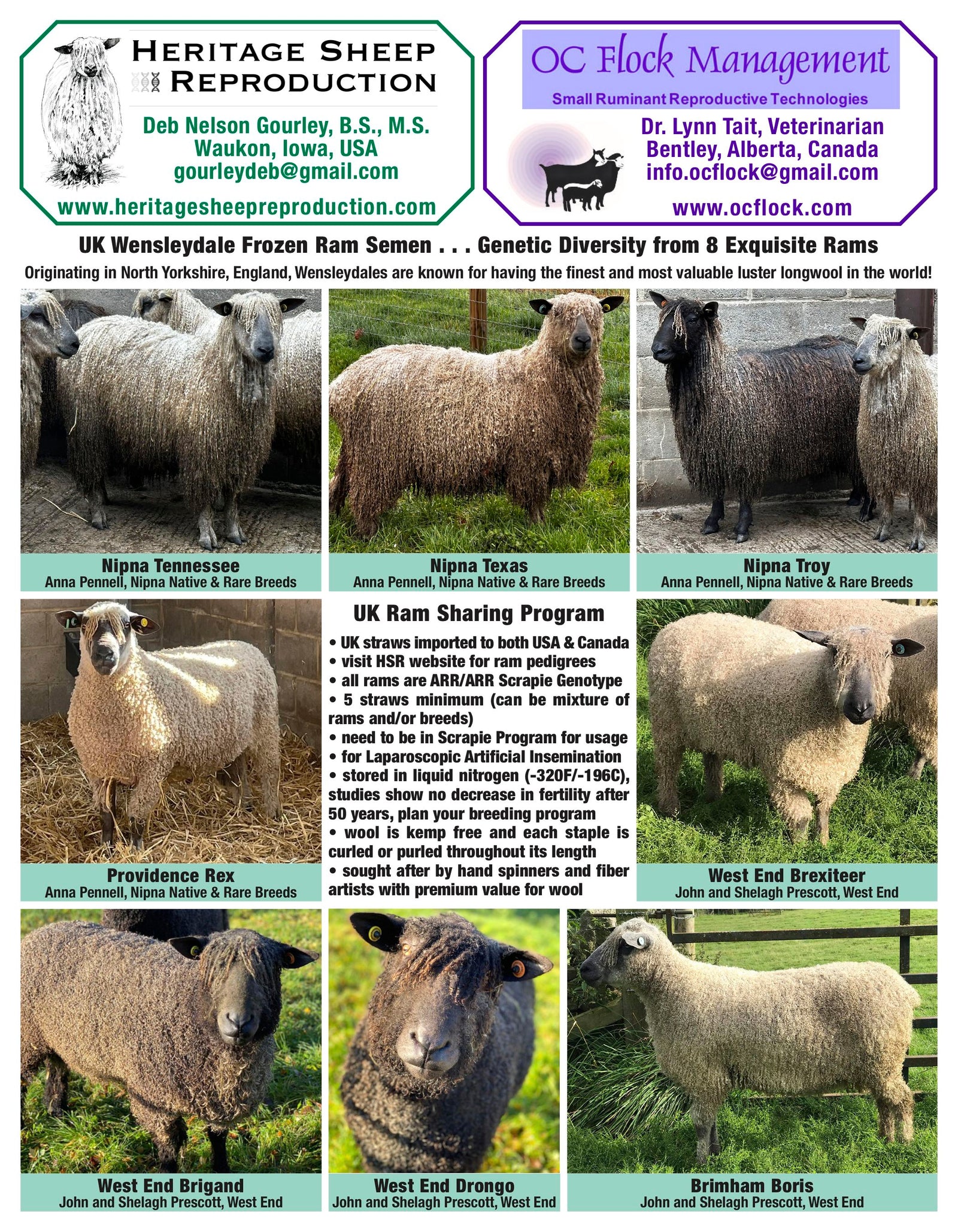 Wensleydale 8 Exquisite UK Rams