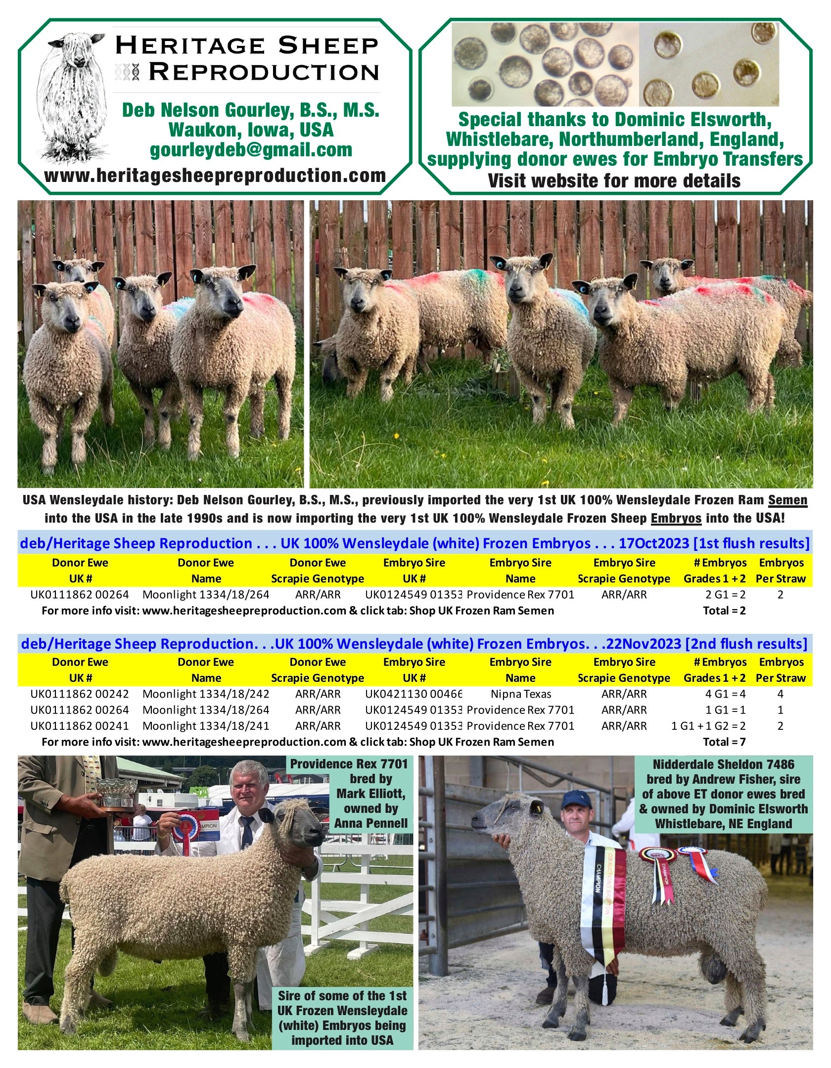 Wensleydale (white) 100% UK Embryos from Donor Ewes & Rams - in UK/AI Centre - SOLD OUT