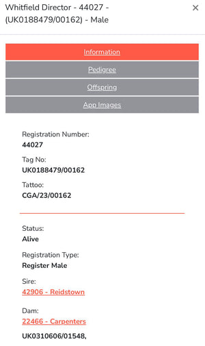 Kerry Hill "Whitfield Director 44027" (UK0188479-00162) - in UK/AI Centre for early 2024 import