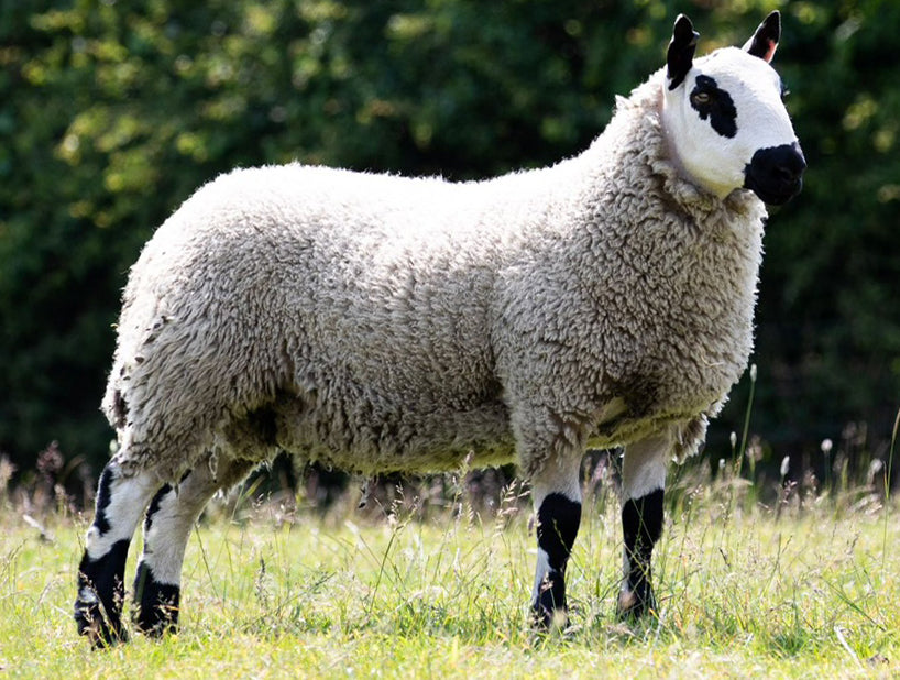 Kerry Hill "Whitfield Director 44027" (UK0188479-00162) - Tank #7 - Semen Imported into USA