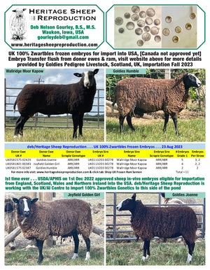 Zwartbles 100% UK Embryos from Donor Ewes & Rams, price/embryo includes import into USA - in UK/AI Centre for Fall 2023 import
