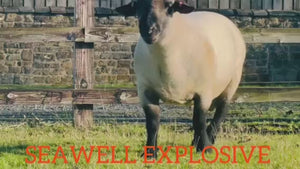 Hampshire Down "Seawell Explosive" F132400101 (UK0212845-00101) - semen collected & ready for Summer 2026 importation