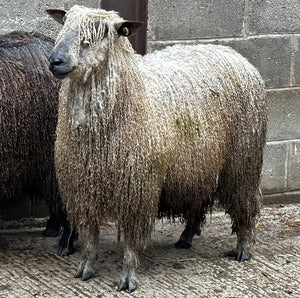 Wensleydale (White) "Nipna Tennessee" (1261/22/462) (UK0421130-00462) - in UK/AI Centre for Fall 2023 import
