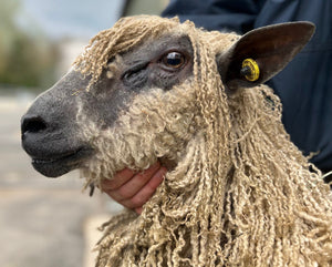 Wensleydale (White) "Nipna Tennessee" (1261/22/462) (UK0421130-00462) - in UK/AI Centre for Fall 2023 import