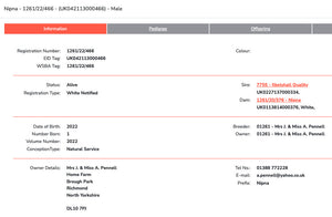 Wensleydale (white) "Nipna Texas" (1261/22/466) (UK0421130-00466) - in UK/AI Centre for early 2024 import