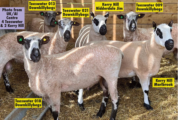 sheep♪ 48616051250-p1.jpg?ts=