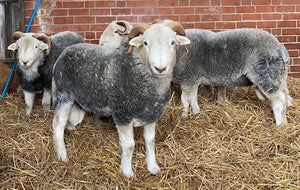 Herdwick "Rebanks 05192" (UK0110648-05192) - Tank #2 - Semen Imported into USA - SOLD OUT