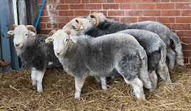 Herdwick "Rebanks 05192" (UK0110648-05192) - Tank #2 - Semen Imported into USA - Sold Out