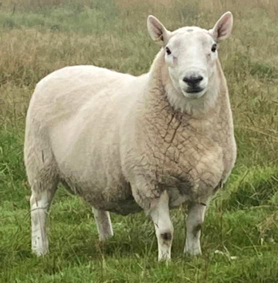 North Country Cheviot [Park Type] "Allanshaws AC/DC" 0411A16113 (UK0562084-16113) [13175] - Tank #5 & #11 - Semen imported into USA