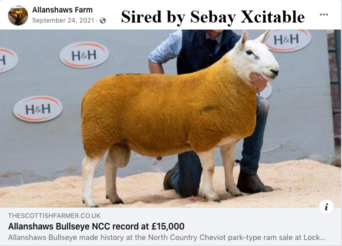 North Country Cheviot [Park Type] 