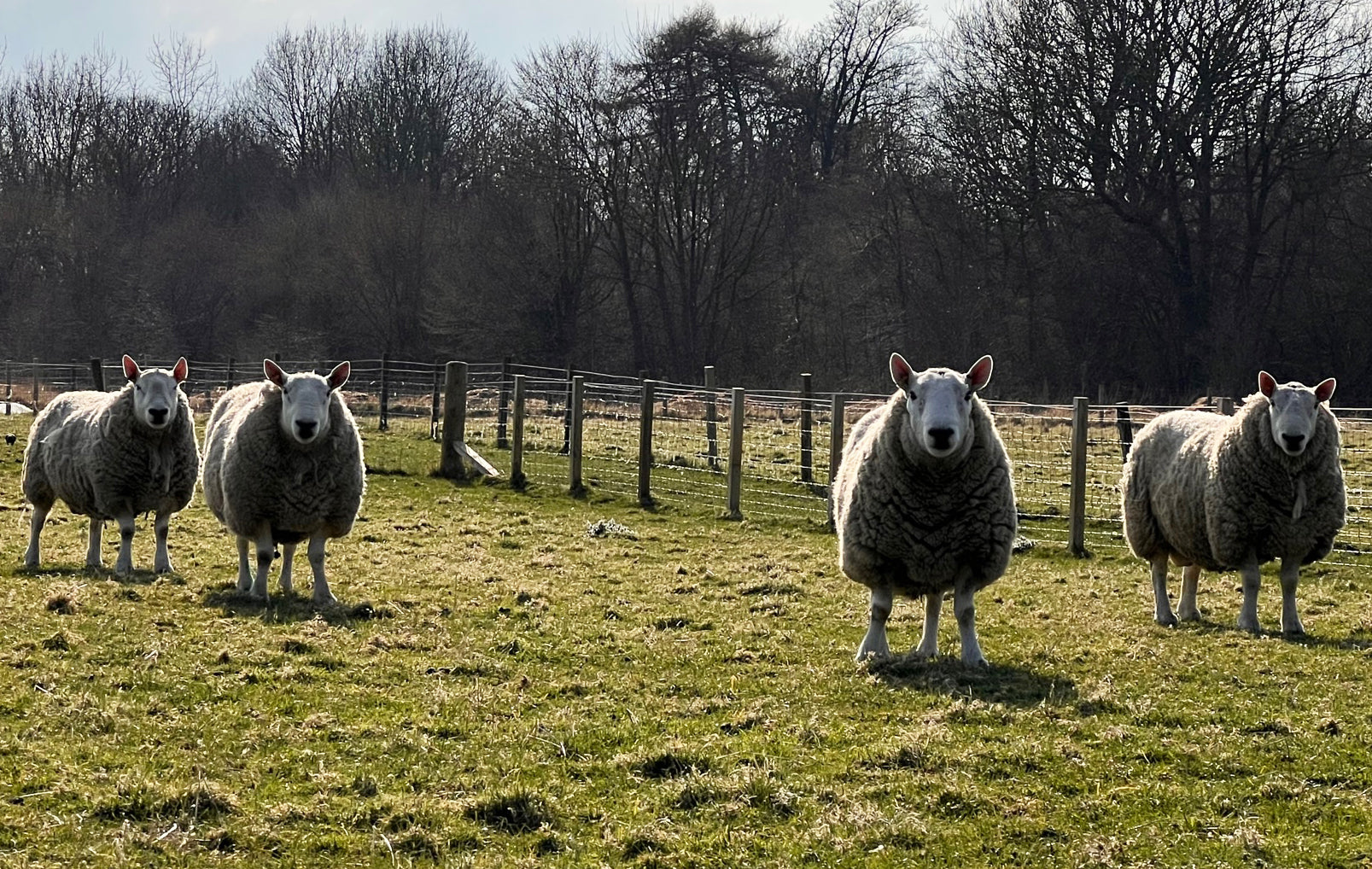 North Country Cheviot [Park Type] 