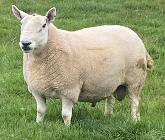 North Country Cheviot [Park Type] 