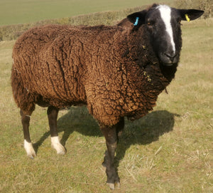 Zwartbles "Beechwood Herman" 01106-010H (UK0581470-00200) - Tank #5 - Semen imported into USA