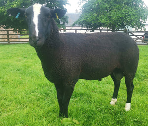 Zwartbles "Beechwood Herman" 01106-010H (UK0581470-00200) - Tank #5 - Semen imported into USA