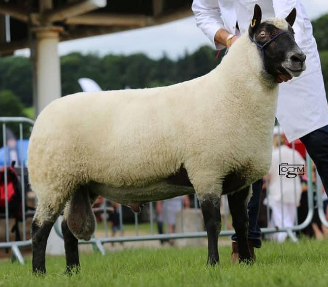 Clun Forest "Charben Ben" (UK0421130-00245) - Tank #7 - Semen Imported into USA