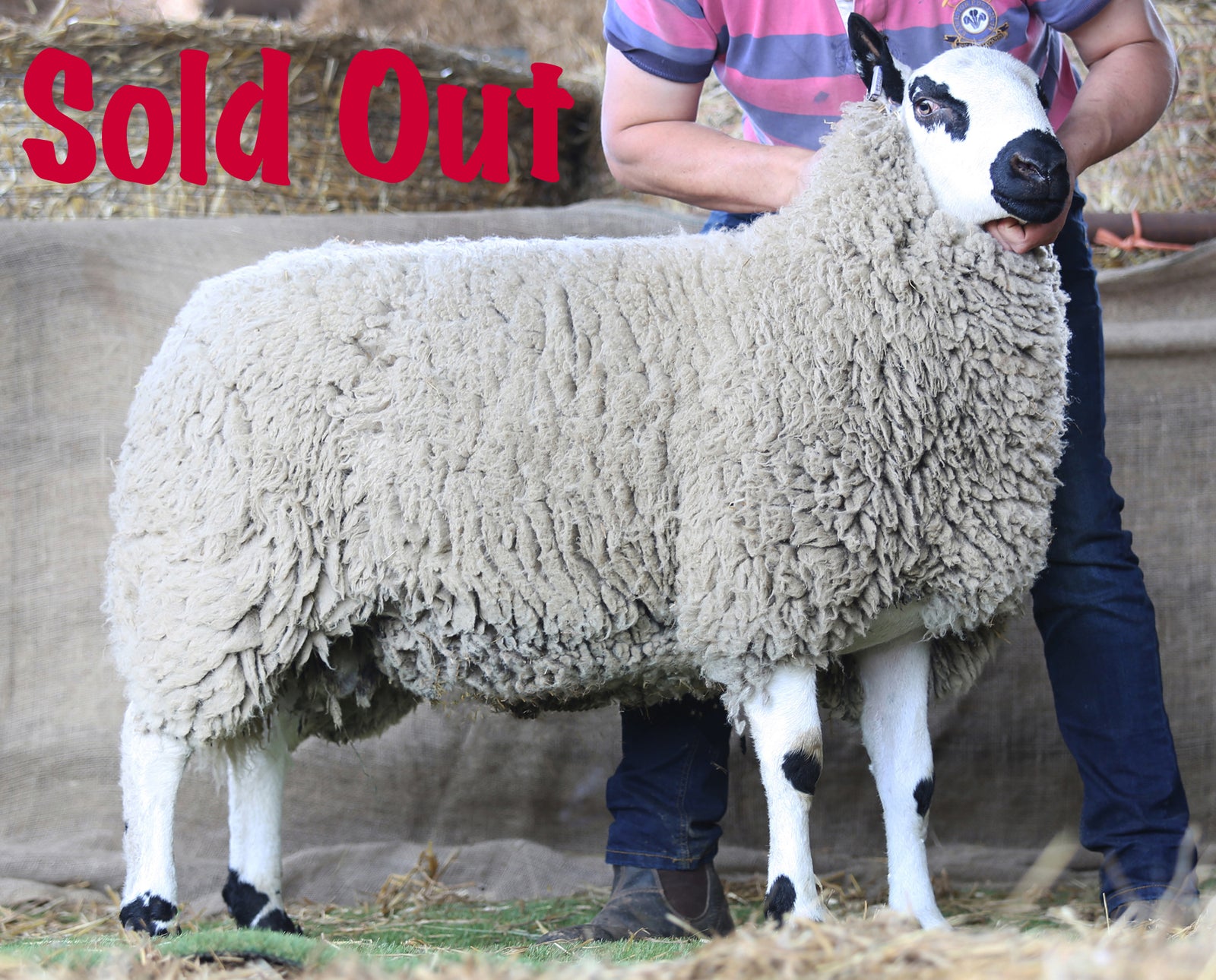 Kerry Hill "Birsca Aribo 42710" (UK0587914-00069) - Tank #1 - Semen Imported into USA - Sold Out