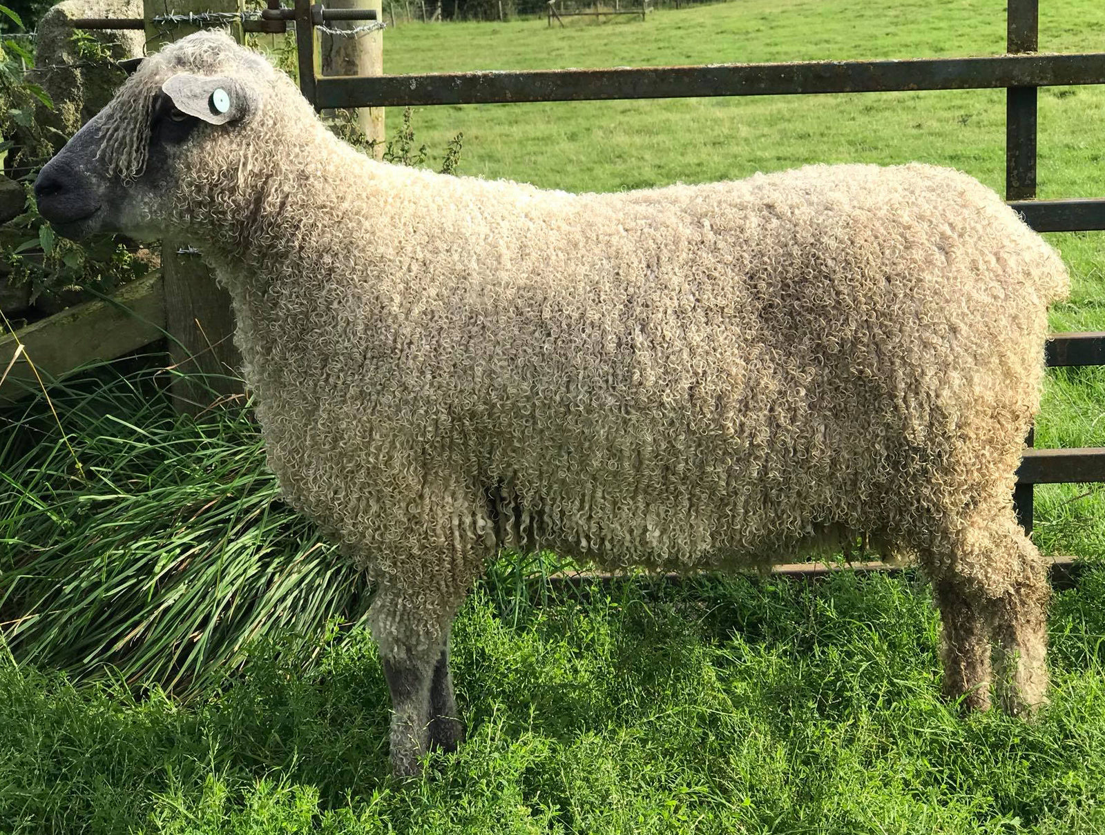 Wensleydale (white) "Brimham Boris 7669" (668/17/052) (UK0586741-00052) - Tank #1 - Semen Imported into USA