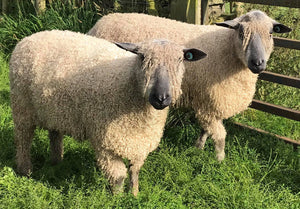Wensleydale (White) "West End Brexiteer 7670" (694/18/757) (UK0107504-00757) - Tank #1 - Semen Imported into USA