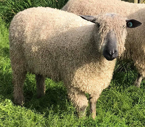 Wensleydale (White) "West End Brexiteer 7670" (694/18/757) (UK0107504-00757) - Tank #1 - Semen Imported into USA