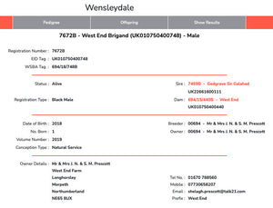 Wensleydale (Black) “West End Brigand 7672B” (694/18/748B) (UK0107504-00748) - Tank #2 - Semen Imported into USA