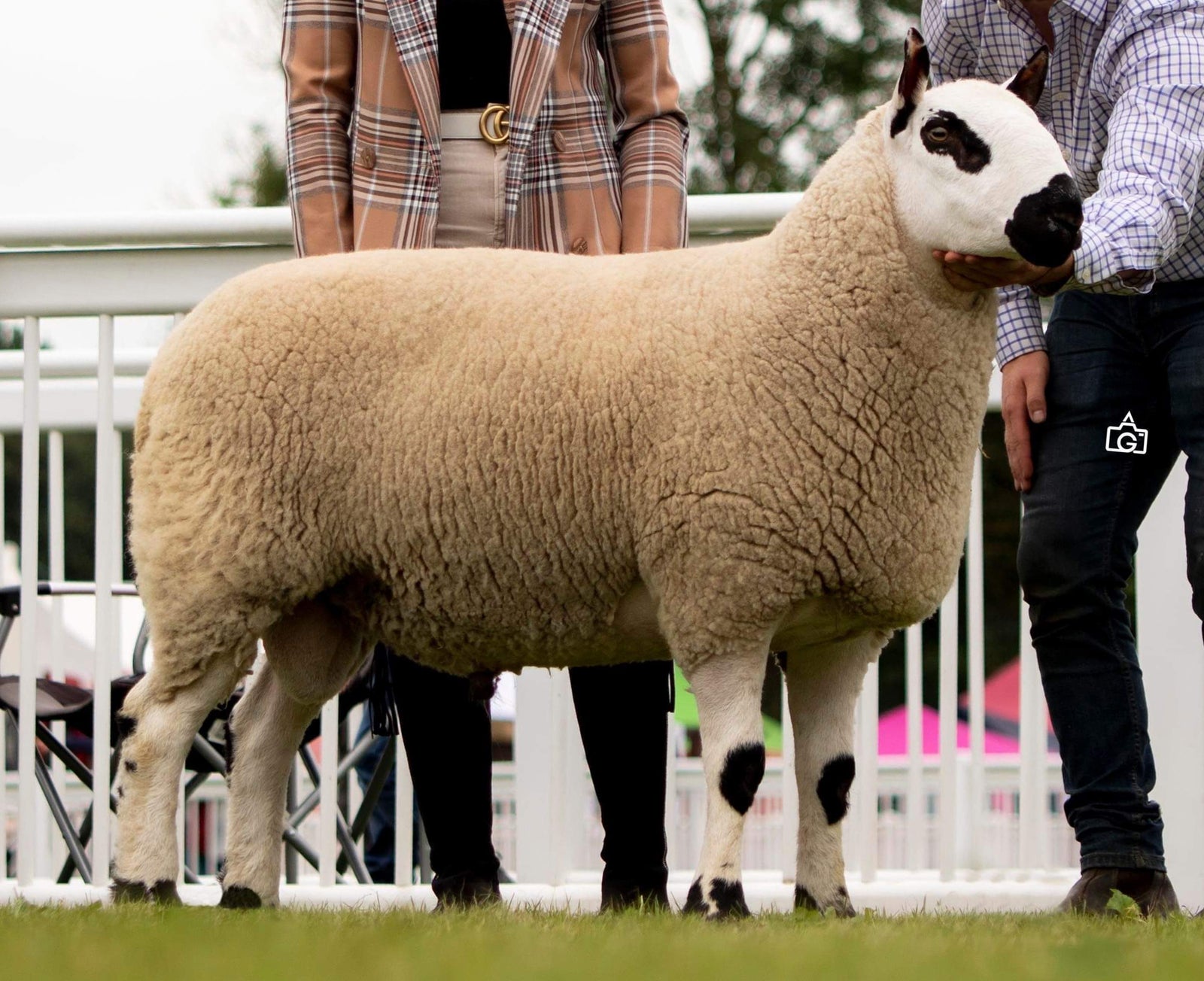 Kerry Hill "Carpenters Ace 42647" (UK0310606-01449) - Tank #11 - Semen Imported into USA