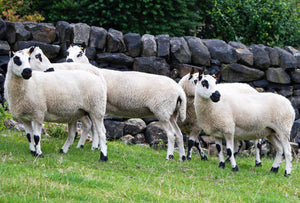 Kerry Hill 100% UK Embryos from 5 Donor Ewes & 4 Rams - Tank #6 - Embryos Imported into USA - SOLD OUT