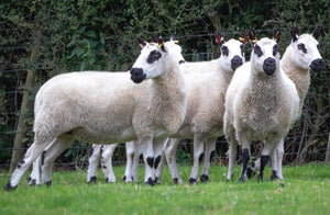 Kerry Hill 100% UK Embryos from 5 Donor Ewes & 4 Rams - Tank #6 - Embryos Imported into USA - Sold Out