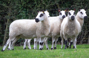 Kerry Hill 100% UK Embryos from 5 Donor Ewes & 4 Rams, price/embryo includes import into USA - in UK/AI Centre for Fall 2023 import