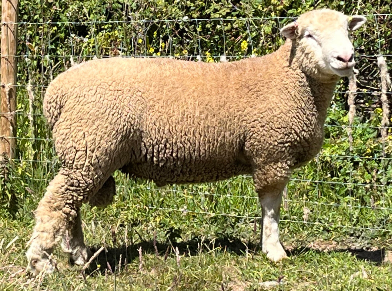 Dorset (Polled) "Huish A26:E22495" (UK0364432-22495) - Tank #3 - Semen Imported into USA